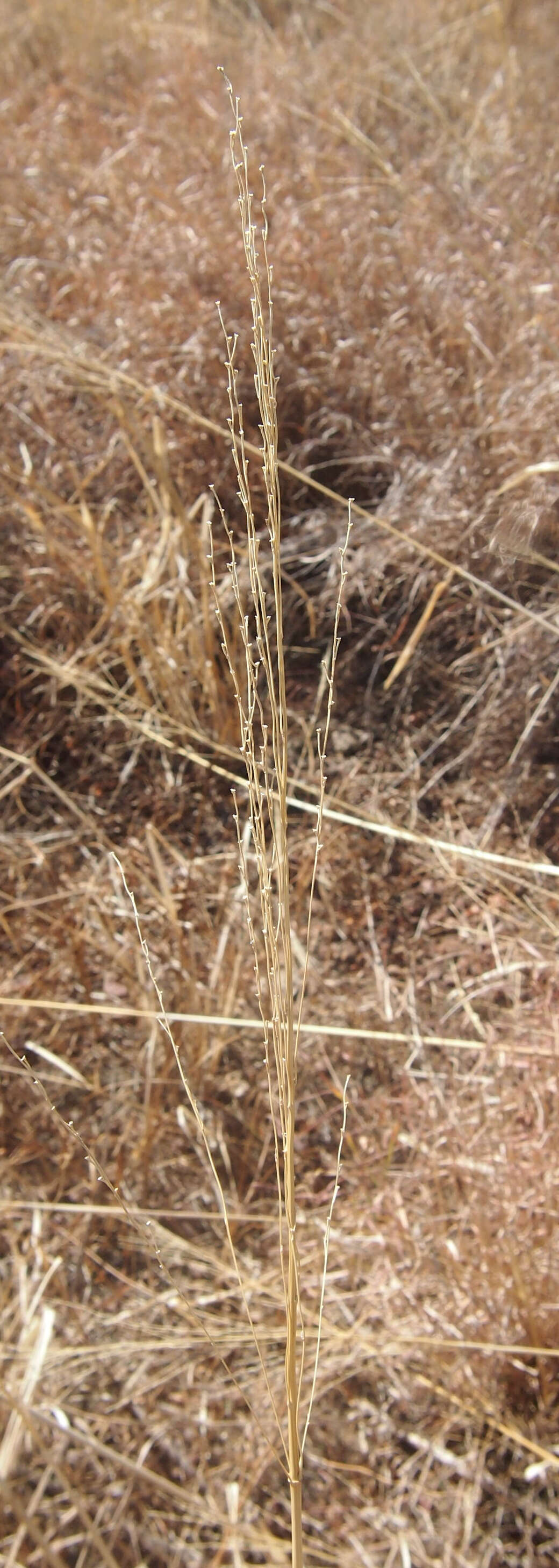 Image of Oryza australiensis Domin