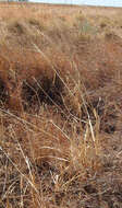 Image of Oryza australiensis Domin