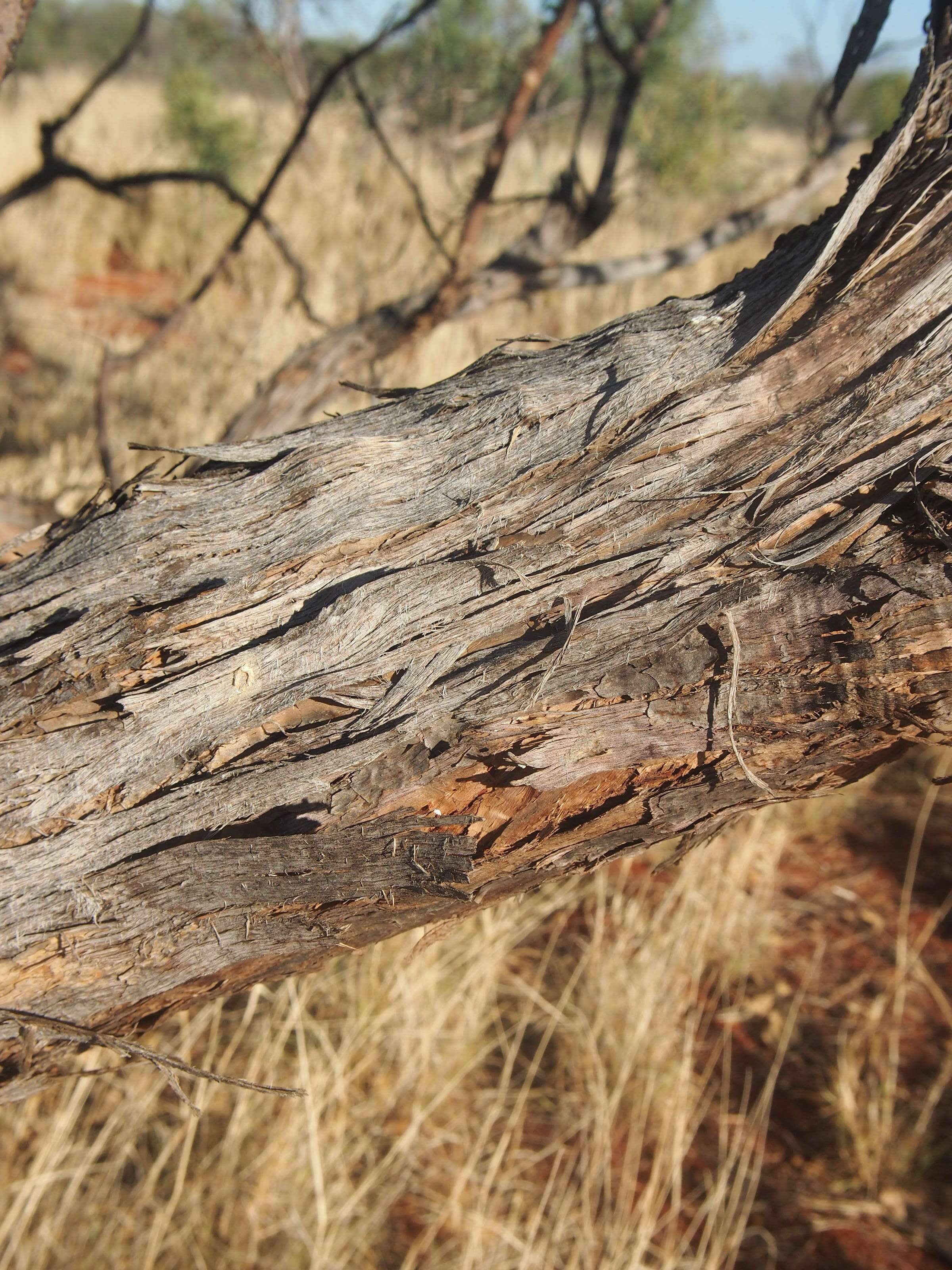 Image of Eucalyptus gamophylla F. Müll.