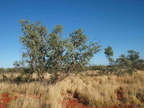 Image of Eucalyptus gamophylla F. Müll.