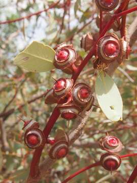 Image of Eucalyptus pachyphylla F. Müll.