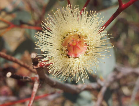 Image of Eucalyptus pachyphylla F. Müll.