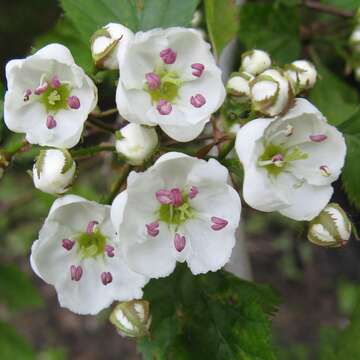 Crataegus holmesiana Ashe resmi