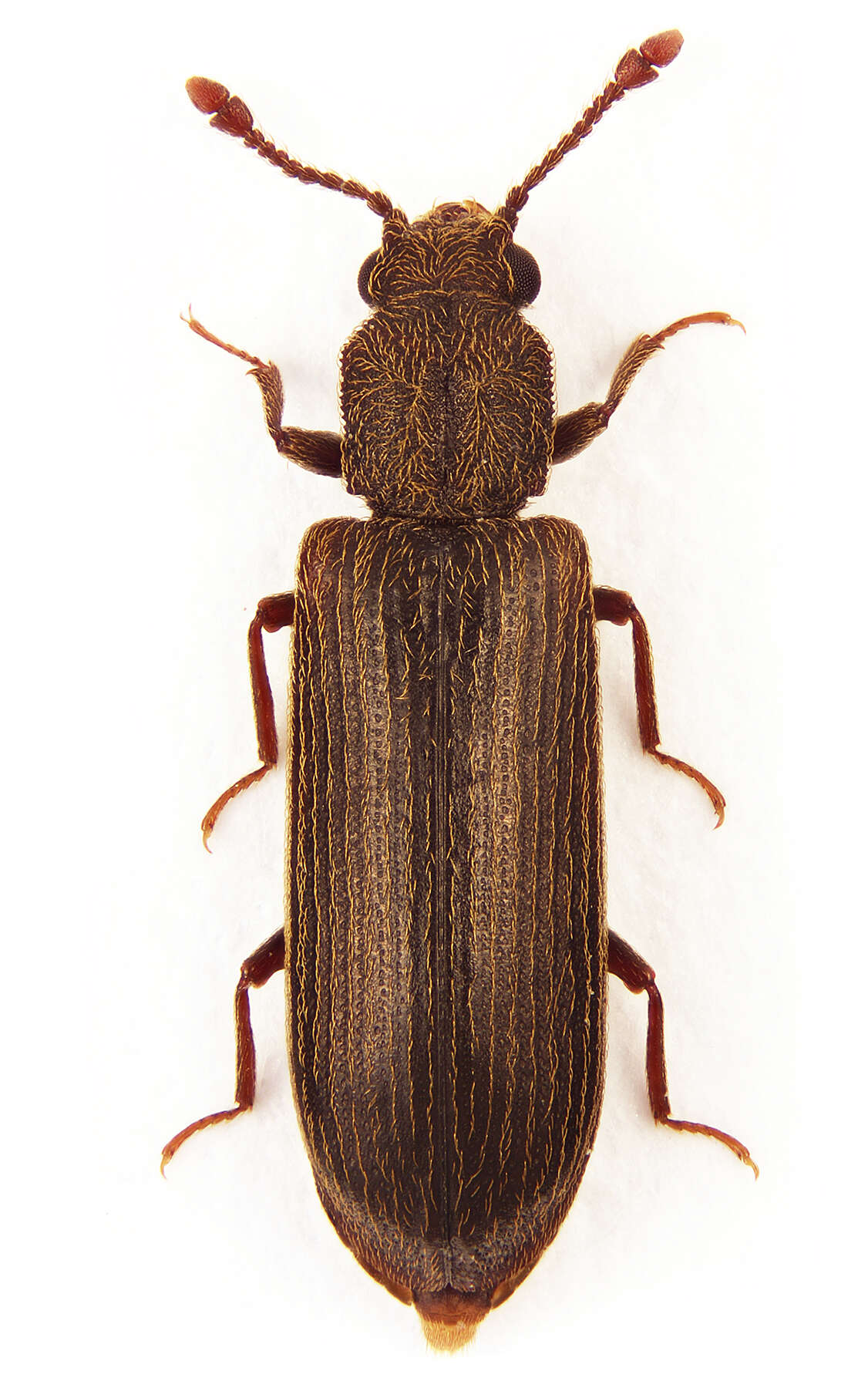 Image of Powderpost beetle