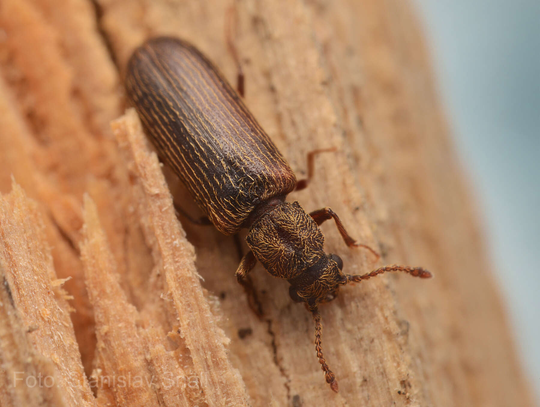 Image of Powderpost beetle