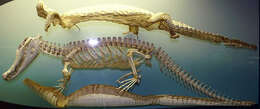 Image of Melanosuchus