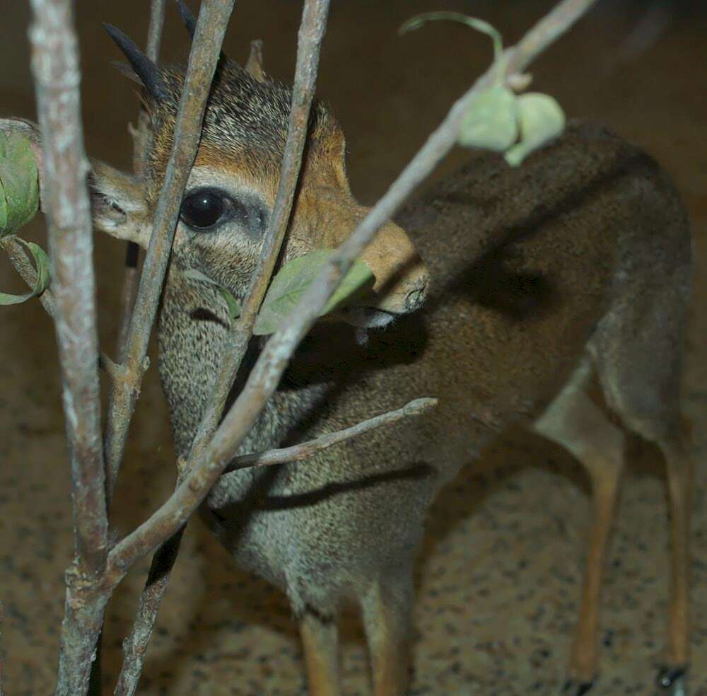 Image of Guenther's Dik-dik