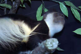 Image of Mantled Colobus