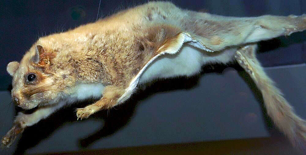 Image of Derby's Flying Squirrel