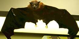 Image of Gray-headed Flying Fox