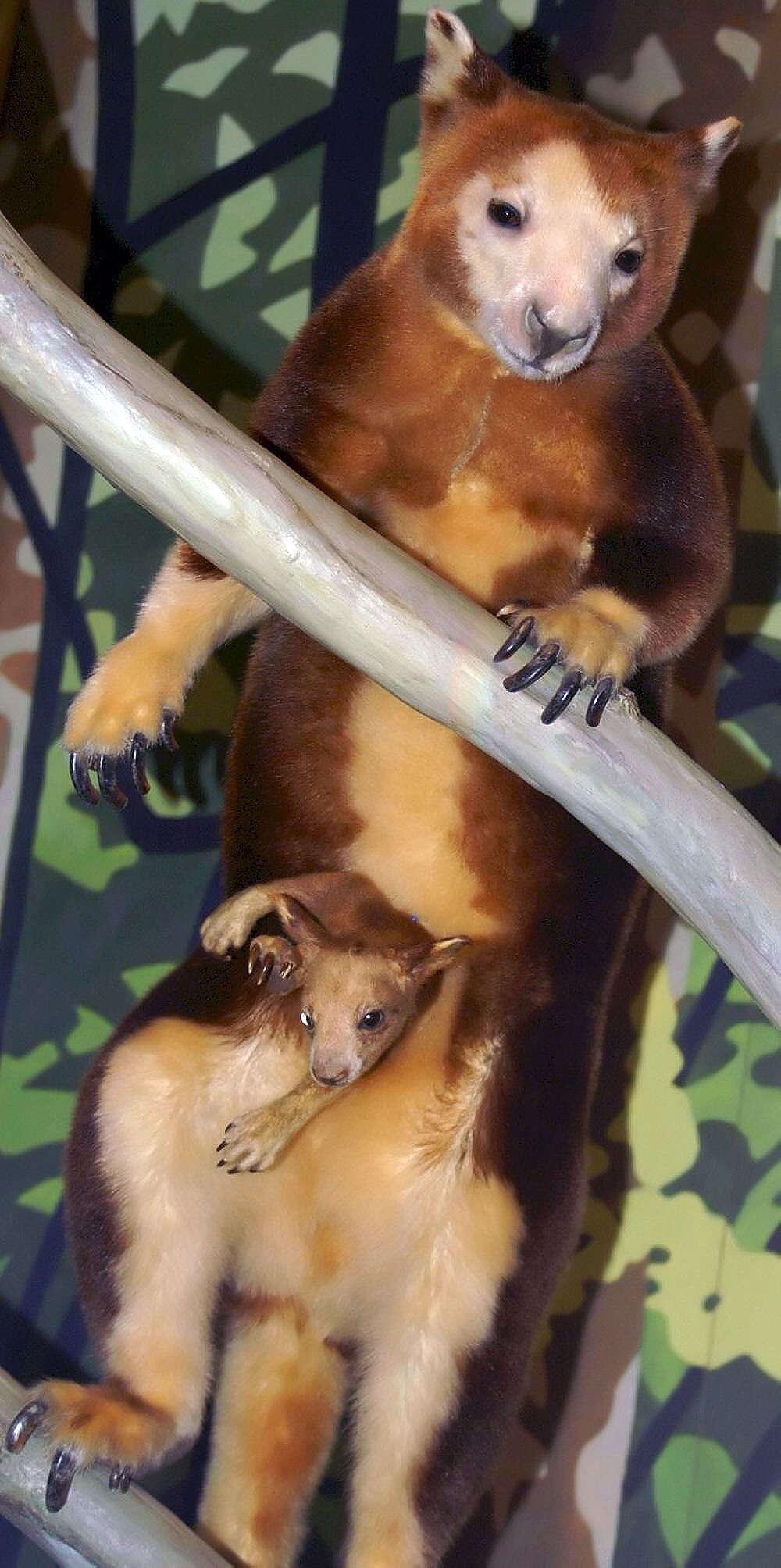 Image of Huon Tree Kangaroo