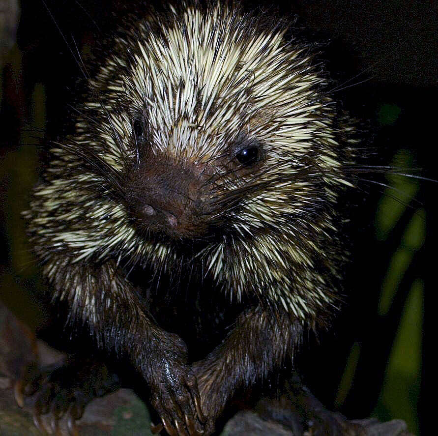 Coendou prehensilis (Linnaeus 1758) resmi