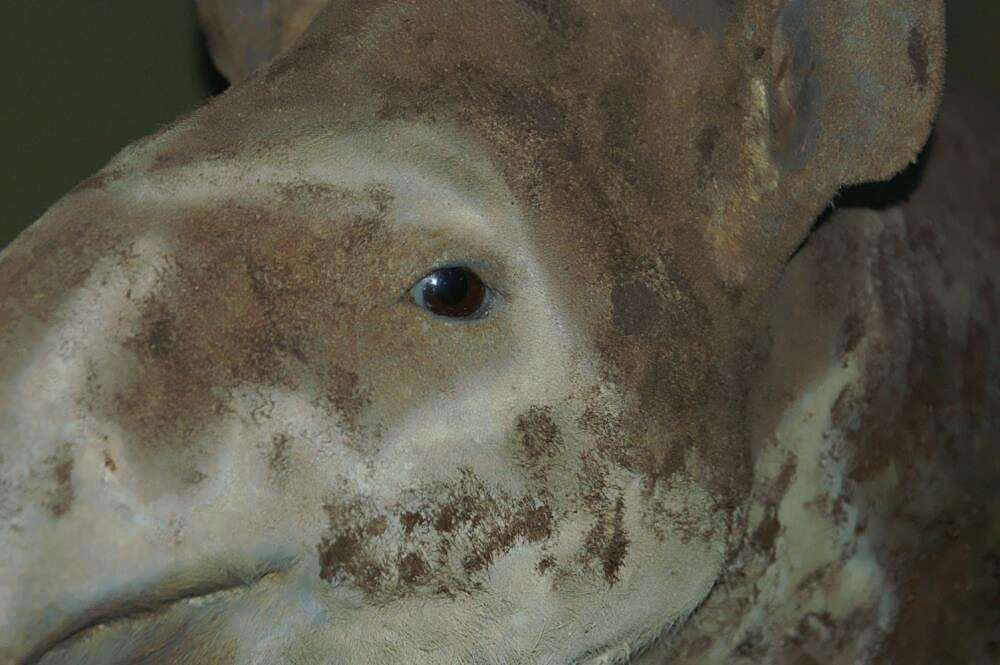 Image of Brazilian Tapir