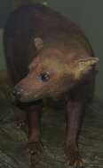 Image of bush dog