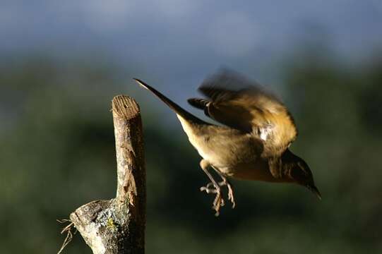 Image of Clay-colored Robin