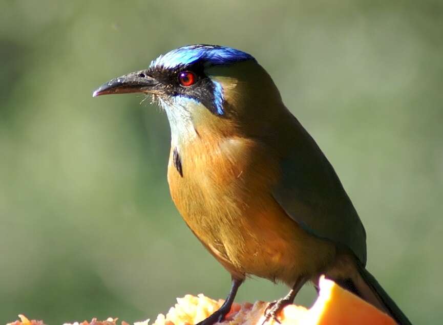 Image de Motmot de Lesson