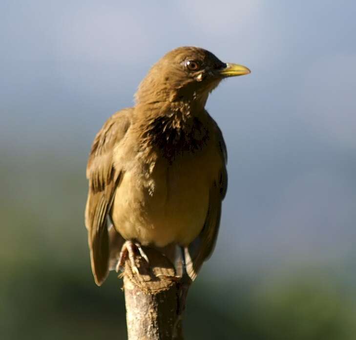 Image of Clay-colored Robin