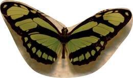 Image of dido longwing