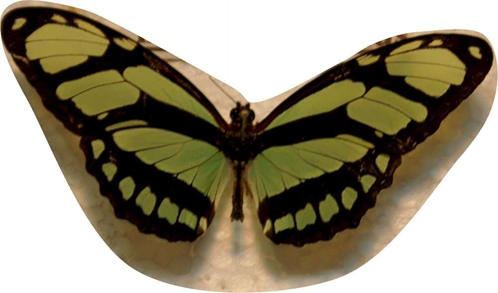 Image of dido longwing