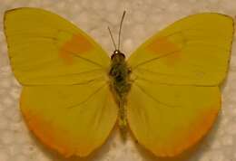 صورة Phoebis philea (Linnaeus 1763)