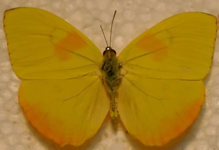 صورة Phoebis philea (Linnaeus 1763)