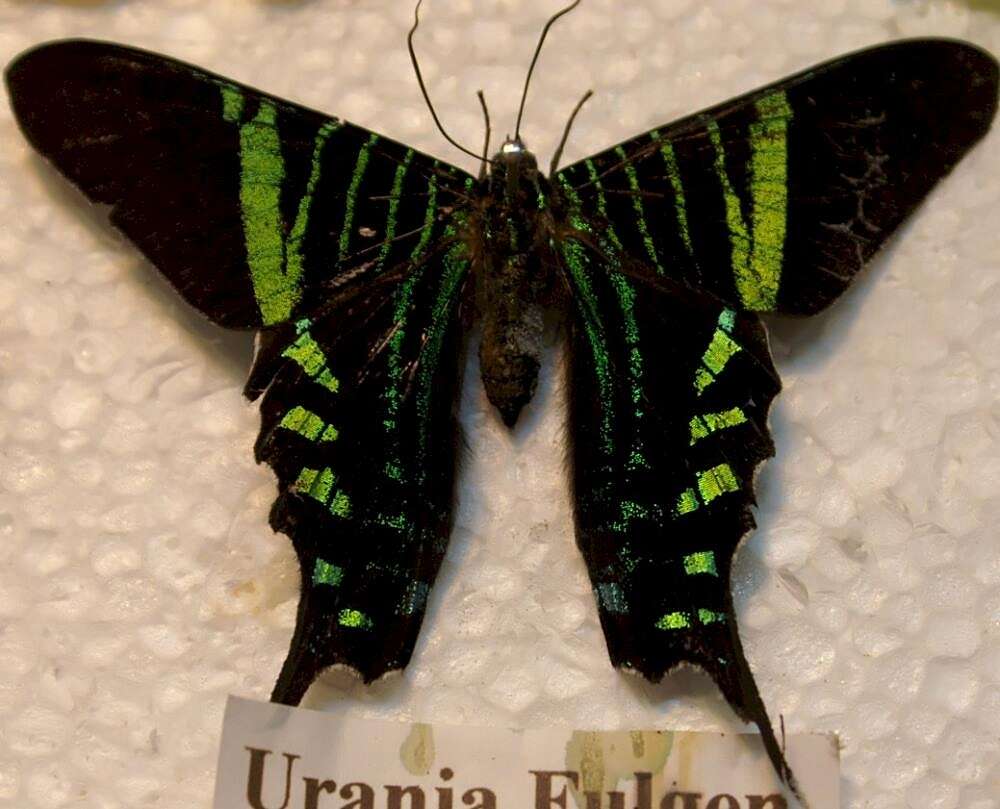 Image of Urania fulgens Walker 1854