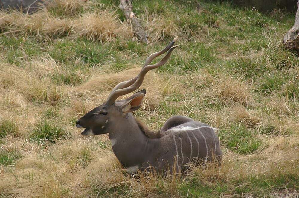 Image of Lesser Kudu