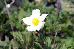 Image of Snowdrop Anemone