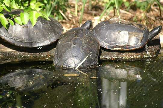 Pseudemys rubriventris (Le Conte 1830) resmi