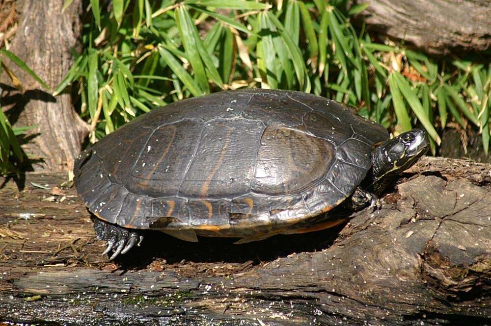 Image of American Red-bellied Turtle