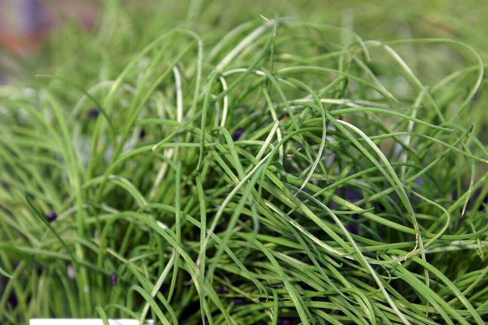 Image of Chinese chives