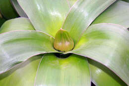 Image of Allium giganteum Regel