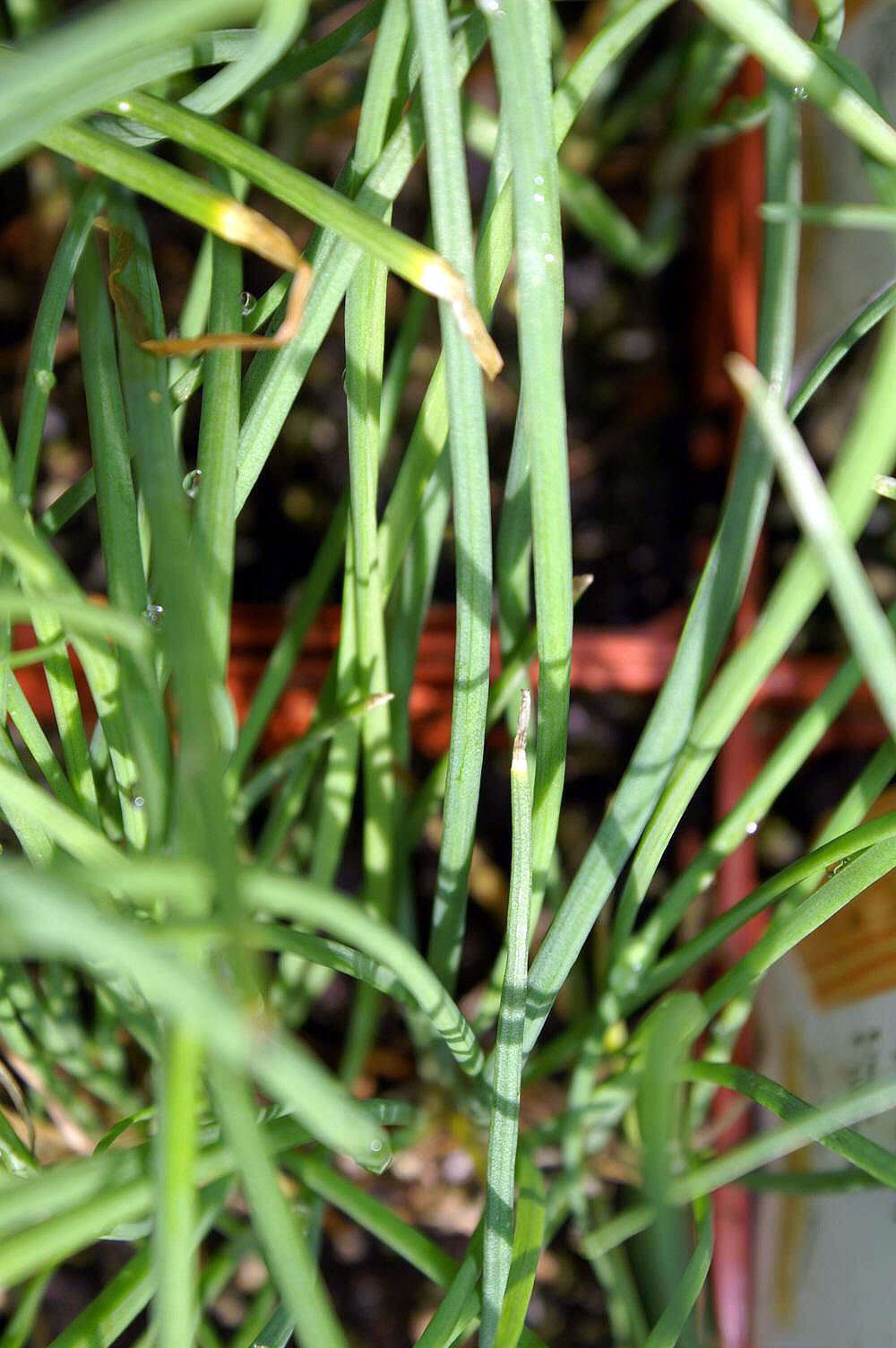 Image of Chinese chives