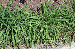 Image of Chinese chives