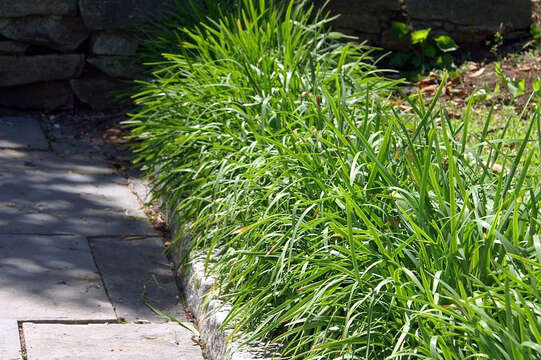 Image of Chinese chives