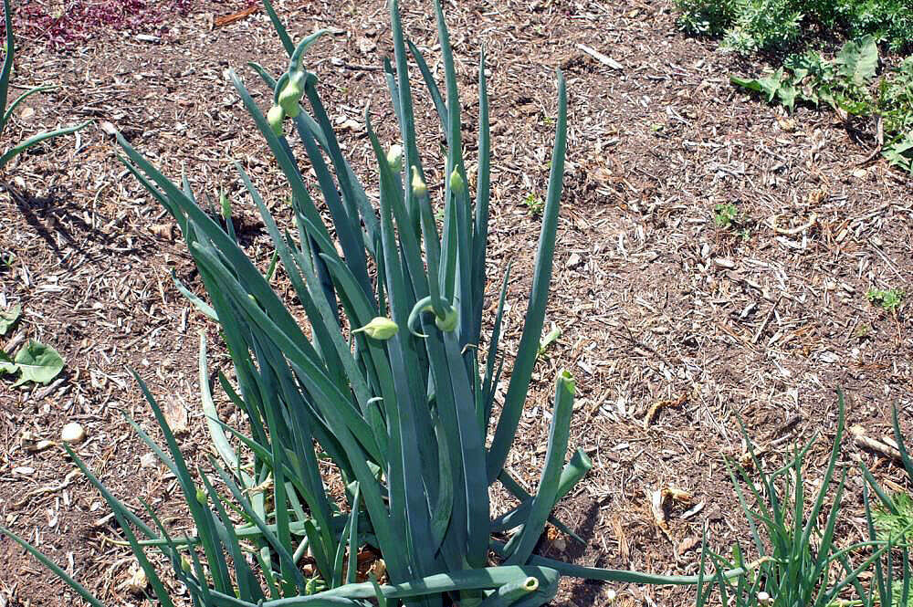 Image of garden onion