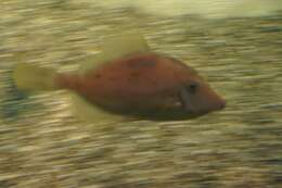 Image of Planehead Filefish