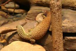 Image of ridge-tailed monitor