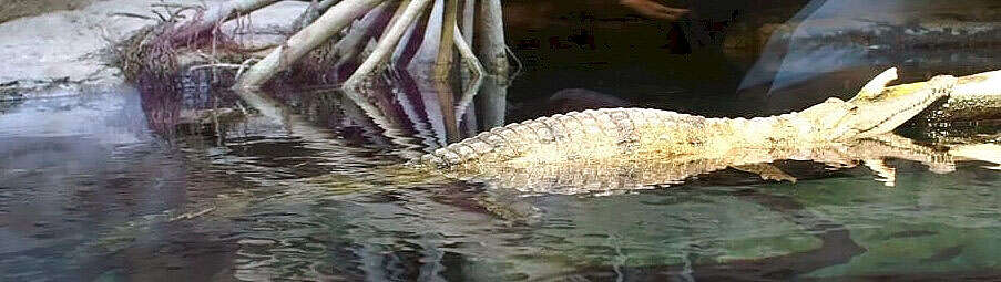 Image of Australian Freshwater Crocodile