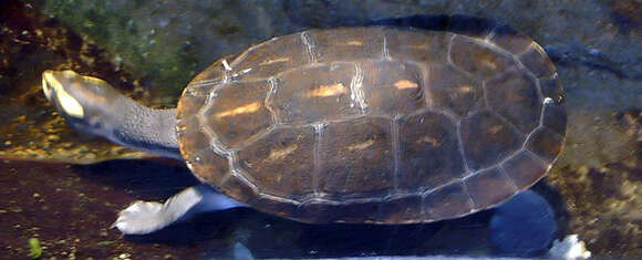 Image of Jardine River Turtle