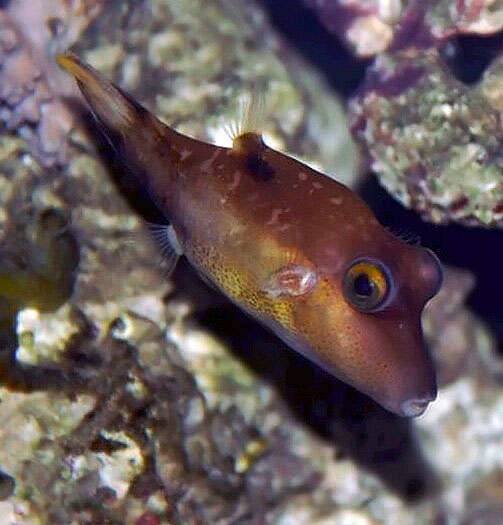 Image of Caribbean Sharpnose-puffer