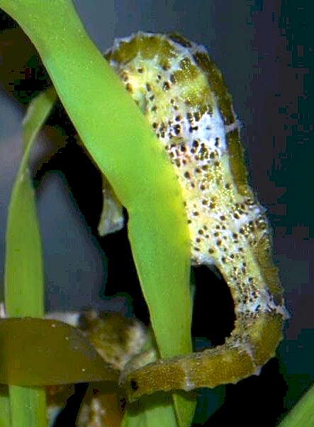 Image of Long-snout Seahorse