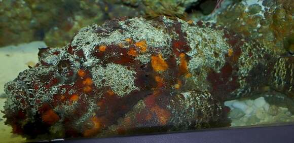 Image of Reef stonefish