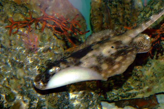 Image of Yellow Stingray