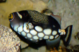 Image of clown triggerfish