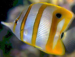 Image of Banded Longsnout Butterflyfish