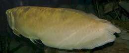 Image of silver arowana