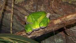 Image of Giant leaf frog