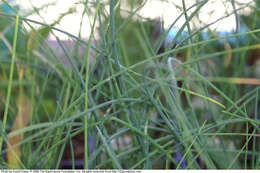 Image of wild chives