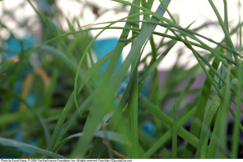 Image of Chinese chives